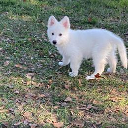 Grey Mae - White male Berger Blanc Suisse puppy in Brooksville, Florida from Vom Hundhaus Shepherds