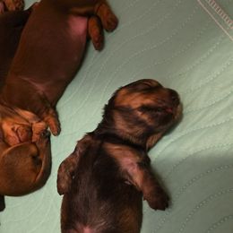 Dachshund Puppies from Tumbleweed Dachshunds