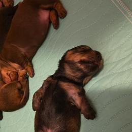 Dachshund Puppies from Tumbleweed Dachshunds