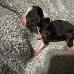 Maxine - Black tri-color female Australian Shepherd puppy in Saint Maries, Idaho from North Idaho Aussies