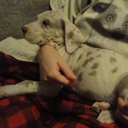Cardigan Welsh Corgi and Great Dane Puppies from Red Oak Farm and Kennel