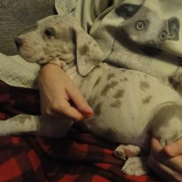 Cardigan Welsh Corgi and Great Dane Puppies from Red Oak Farm and Kennel
