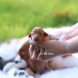 Duchess (Light Blue Collar Female) - Apricot female Cavapoo puppy in Republic, Missouri from Red Skye Puppies