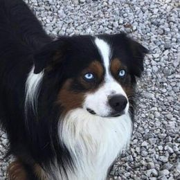 Elvis - Miniature Australian Shepherd