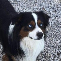 Elvis - Miniature Australian Shepherd