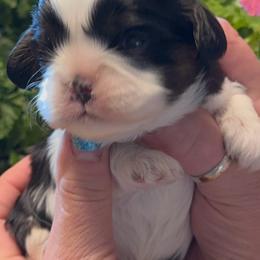 Jack - Tri-color male Cavalier King Charles Spaniel puppy in Saint Paul, Minnesota from Amy’s Puppy Tzu