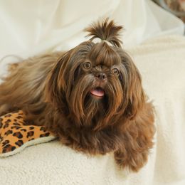 Regina - Shih Tzu