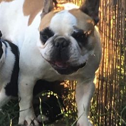 Boston Terriers and French Bulldogs from Maximum Companion