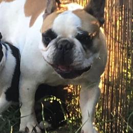 Boston Terriers and French Bulldogs from Maximum Companion