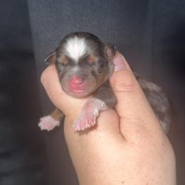 Blue Merle female 1 - Blue merle female Miniature Australian Shepherd puppy in Liberty, Mississippi from Liberty Oaks Aussies and Dachshunds