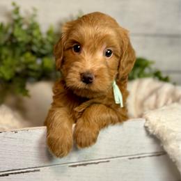 Tokyo - Red  female Goldendoodle puppy in Haltom City, Texas from Ohana Doodles