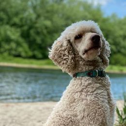 Labradoodles and Labrador Retrievers from WolfSong Kennels