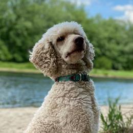 Labradoodles and Labrador Retrievers from WolfSong Kennels