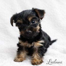 Leilani - Black and tan female Yorkshire Terrier puppy in Iron Mountain, Michigan from Celestial Family Terriers (Yooper Yorkies)