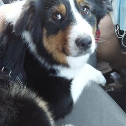 Australian Shepherds from R&K Taylor Aussies