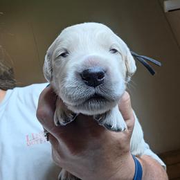 Black - Golden male Golden Retriever puppy in Lucasville, Ohio from Halo Kennels