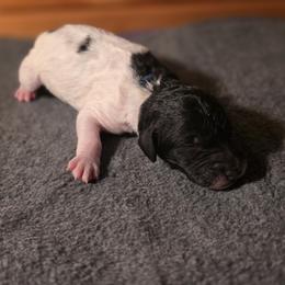 Boy 2 - male Poodle puppy in Blue Ridge, Georgia from Beltane Standard Poodles