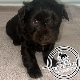 Green Collar - Liver female Miniature Schnauzer puppy in Conroe, Texas from Wowzers Mini Schnauzers
