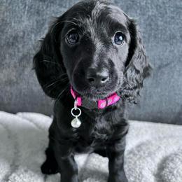 Sugar - Black female Dachshund puppy in Ocala, Florida from Weenie Boops