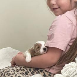 Simon - Red male Cavapoo puppy in St George, Utah from Pearson's Poodles