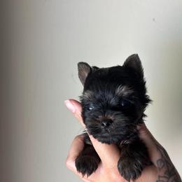 Blue Boy - Black and tan male Yorkshire Terrier puppy in Cornelia, Georgia from Kruz Kennels