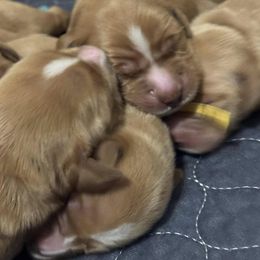 Golden Retriever Puppies from Golden Paws