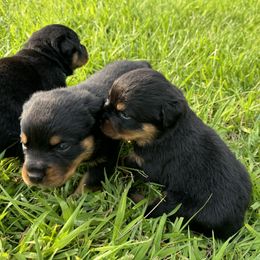 German Shepherd and Rottweiler Puppies from Von Der Hügelspitze