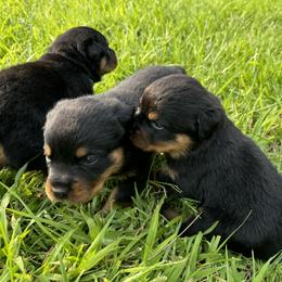 German Shepherd and Rottweiler Puppies from Von Der Hügelspitze