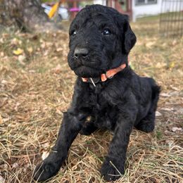 Orange - Black male Poodle puppy in Marshfield, Missouri from Gerth Farms