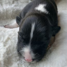 Border Collie Puppies from Best Friend Borders