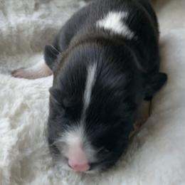 Border Collie Puppies from Best Friend Borders