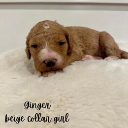 Ginger - Red  female Goldendoodle puppy in Taylorsville, North Carolina from Doggone Dixie Doodles
