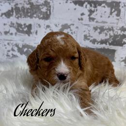 Checkers - Red  male Goldendoodle puppy in Nortonville, Kentucky from Deb’s KY Doodles