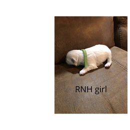 Miniature Schnauzer Puppies from RNH Schnauzers