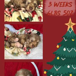 Summit - Red and white male Siberian Husky puppy in Florence, Kentucky from Moonlight Howl Huskies