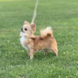 American Staffordshire Terrier and Chihuahua Puppies from Bellastaff