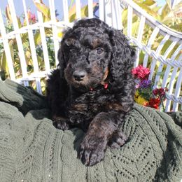 Red Collar - Phantom male Poodle puppy in Pendleton, Oregon from Wilks Pups - Standard Poodles