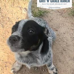 Athos - Blue mottled male Australian Cattle Dog puppy in Atwood, Kansas from Grit ‘n’ Grace Ranch