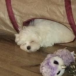 Maltese Puppies from TCBs Glowing Maltese