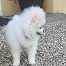Sprinkles - Pomeranian