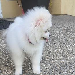 Sprinkles - Pomeranian
