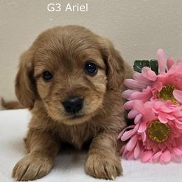 Girl 3 - Cream female Goldendoodle puppy in Milford, Michigan from Servant Kennel