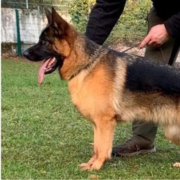 Nova - German Shepherd