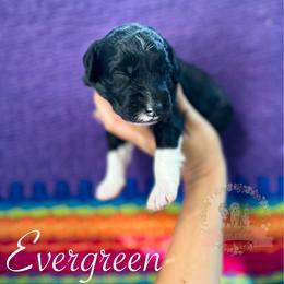 Evergreen - Black and white male Aussiedoodle puppy in Corydon, Indiana from Ridgeline Doodles