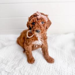 Crimson - Red  female Goldendoodle puppy in Greencastle, Indiana from Willow & Co.
