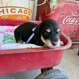 Blueberry PopTart - Black and cream male Dachshund puppy in Middleton, Idaho from Doodle Doxie
