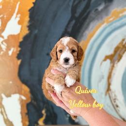 Quiver - Red  male Goldendoodle puppy in Orangevale, California from Ugly Dad Doodles