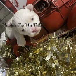 Sleepy collar yellow - White male Maltese puppy in Taylorsville, North Carolina from Mountain Top Hot Tailz