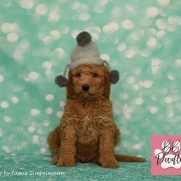 Goldendoodle Puppies from BB Doodles