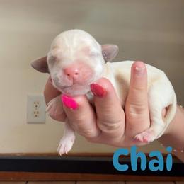 Chai - Yellow female Labrador Retriever puppy in Lucasville, Ohio from Backwoods Labradors